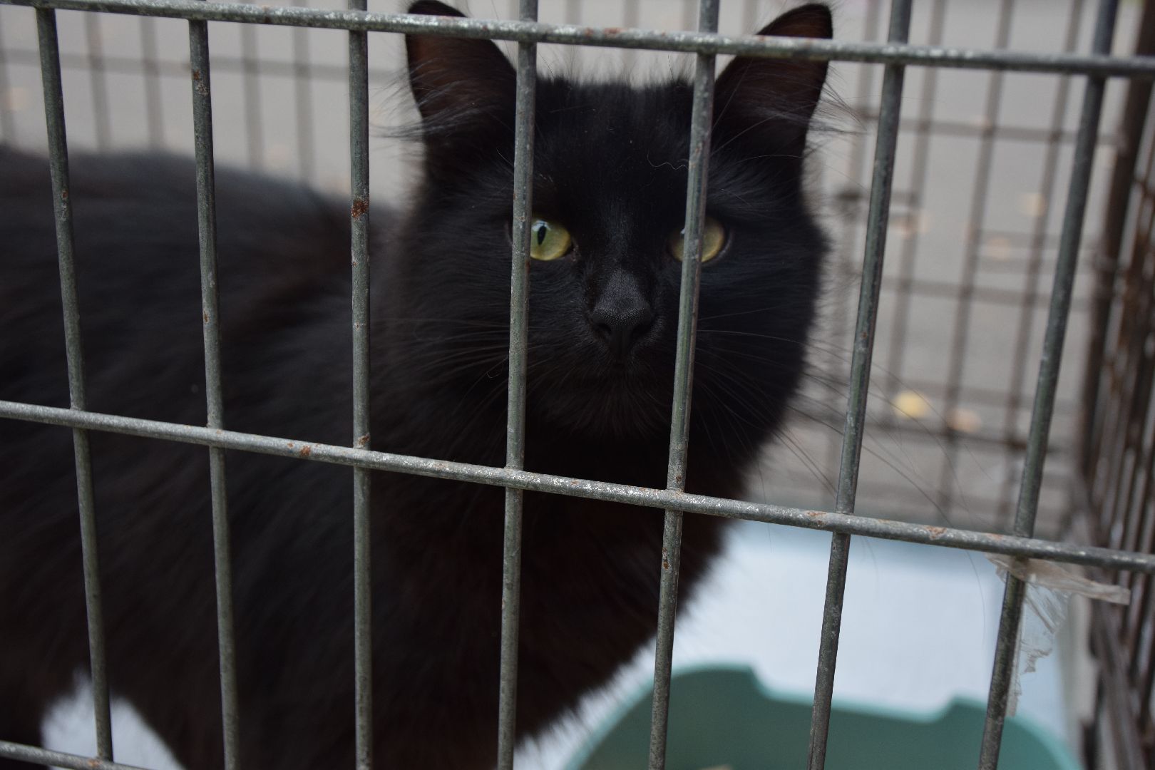 Павловский Посад, городской округ Павловский Посад, люди, город, парк, животные, приют