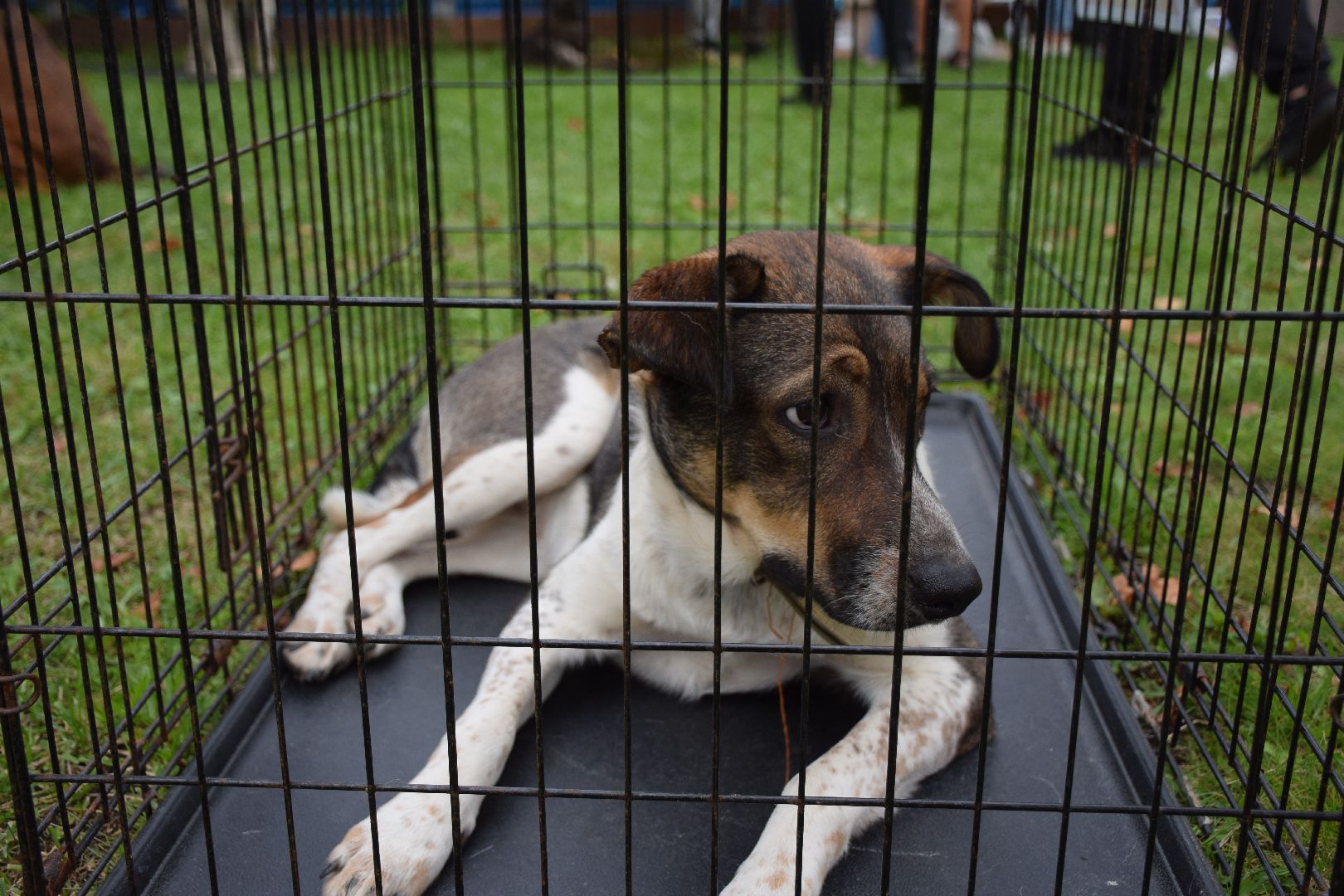 Павловский Посад, городской округ Павловский Посад, люди, город, парк, животные, приют