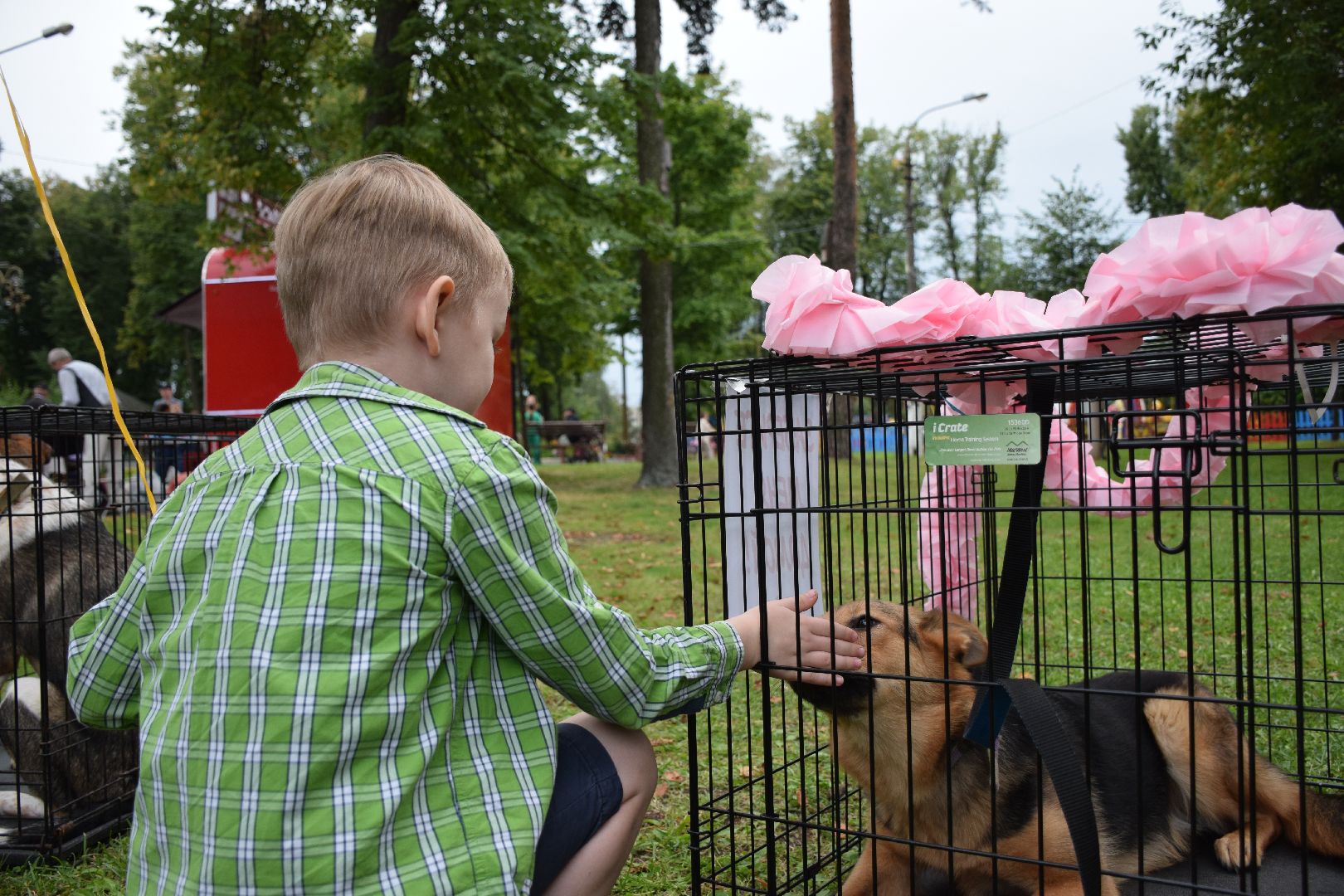 Павловский Посад, городской округ Павловский Посад, люди, город, парк, животные, приют
