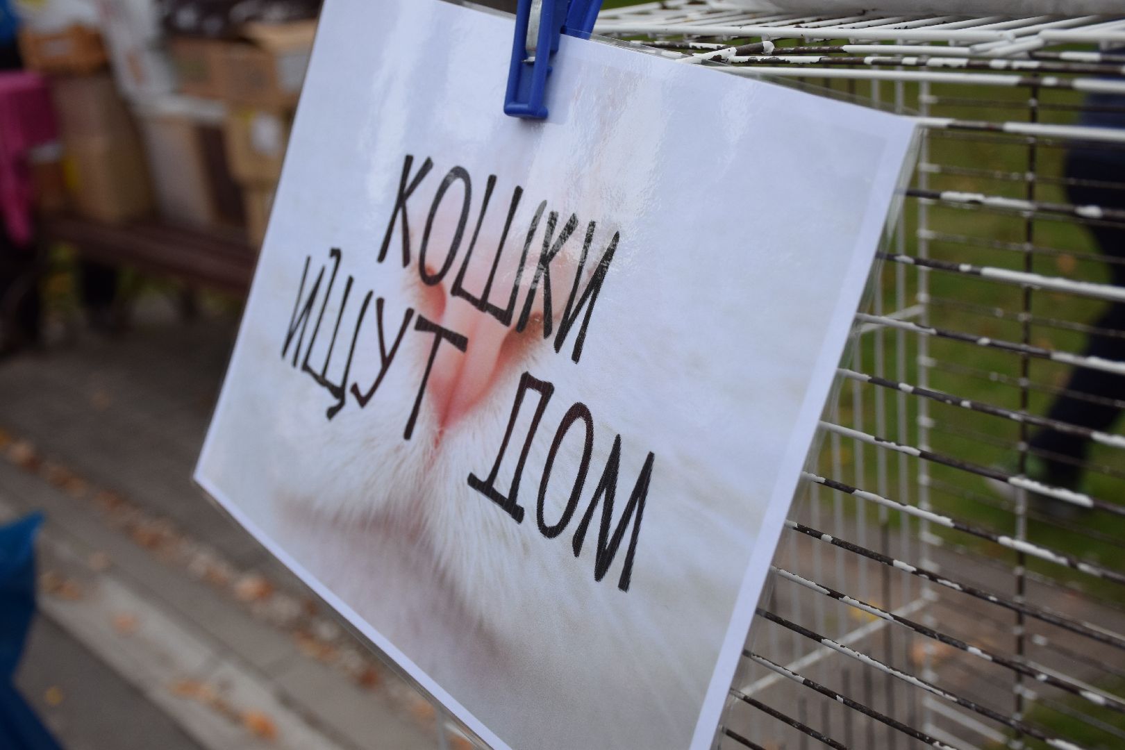 Павловский Посад, городской округ Павловский Посад, люди, город, парк, животные, приют