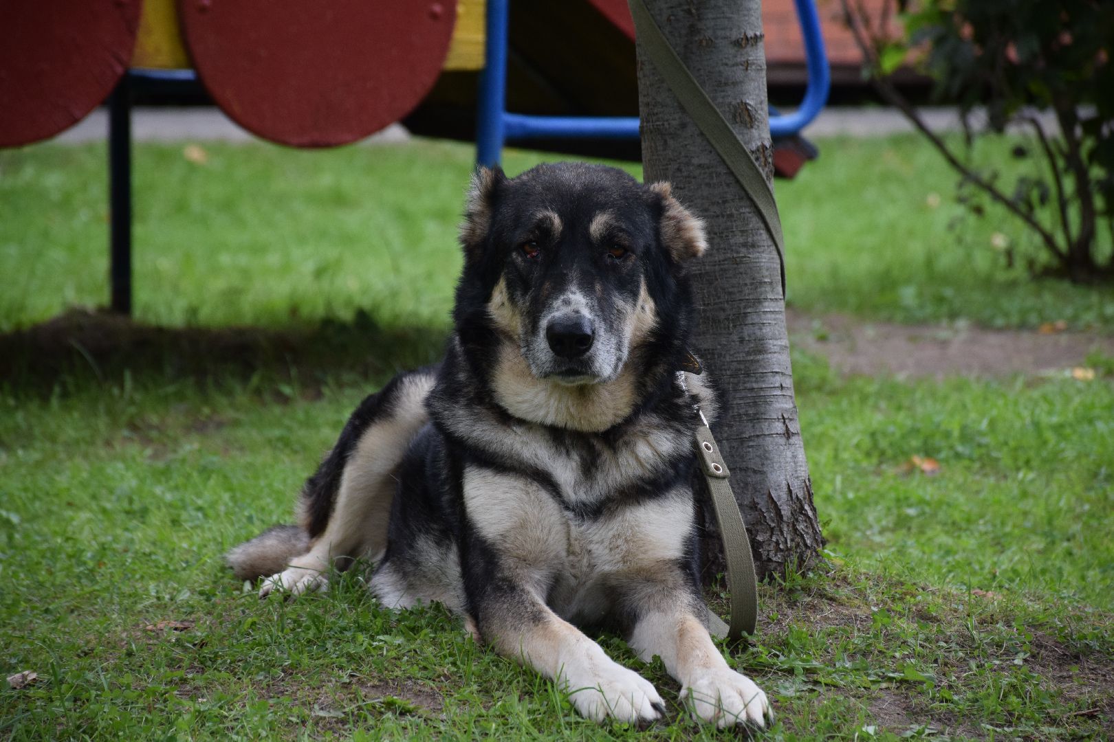 Павловский Посад, городской округ Павловский Посад, люди, город, парк, животные, приют