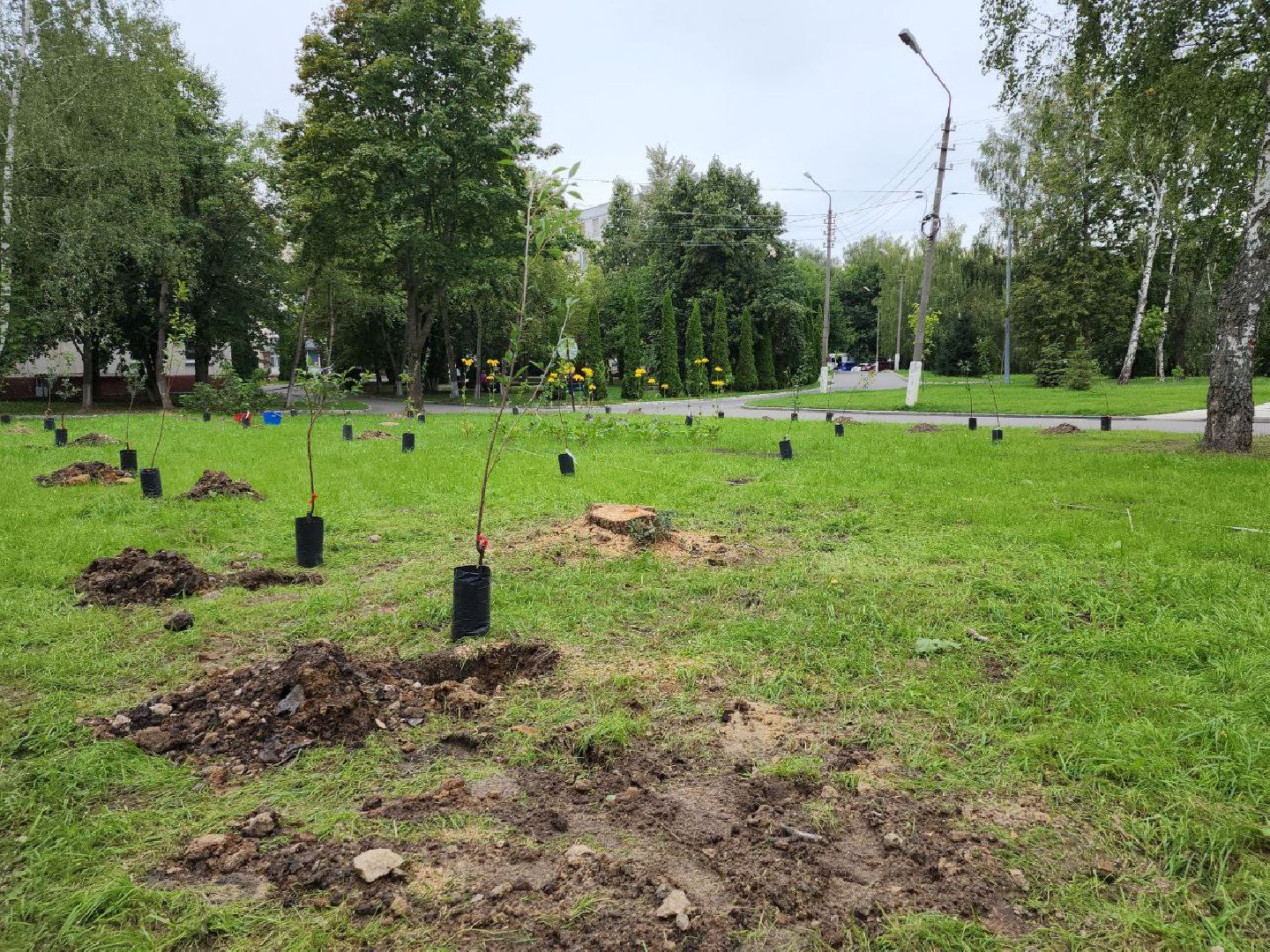 посадка; вишнёвый сад; ВПЦ; видное; подарок