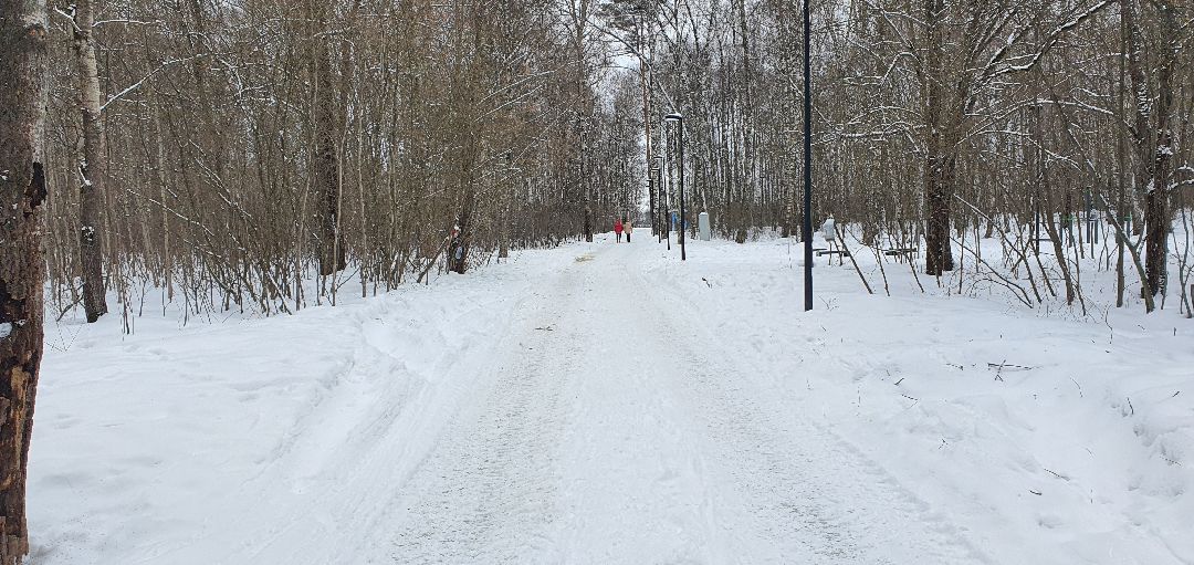Парки Подмосковья, реконструкция парка, городской лес