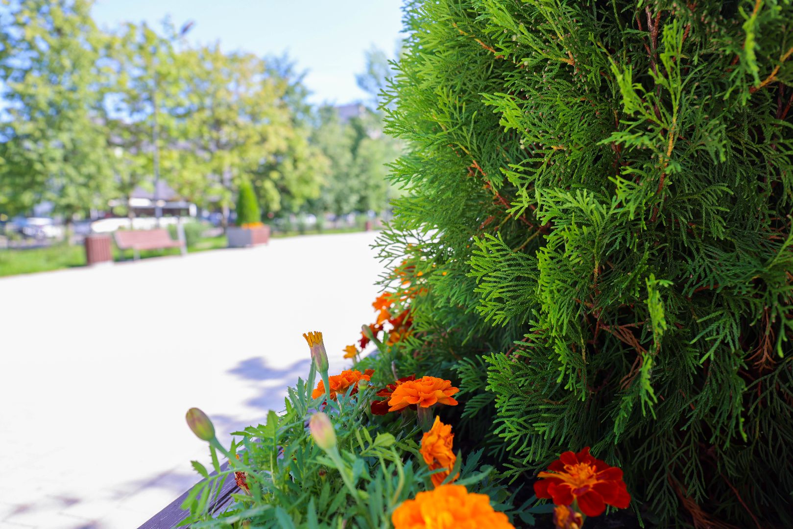 Реутов, МЦД-4, благоустройство, туи