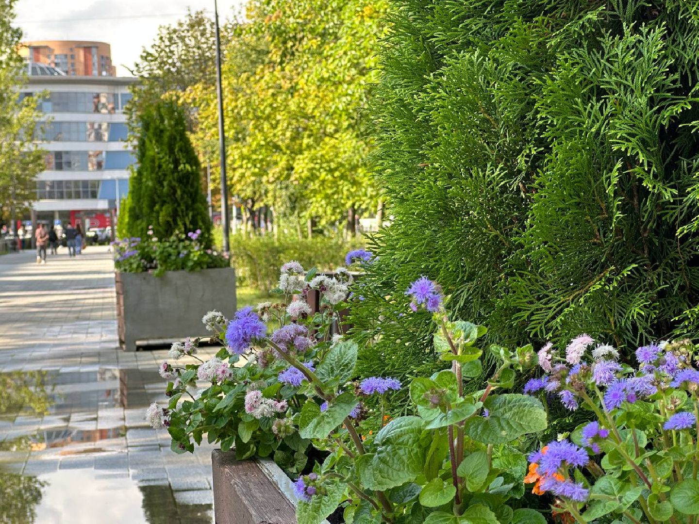 Реутов, МЦД-4, благоустройство, туи