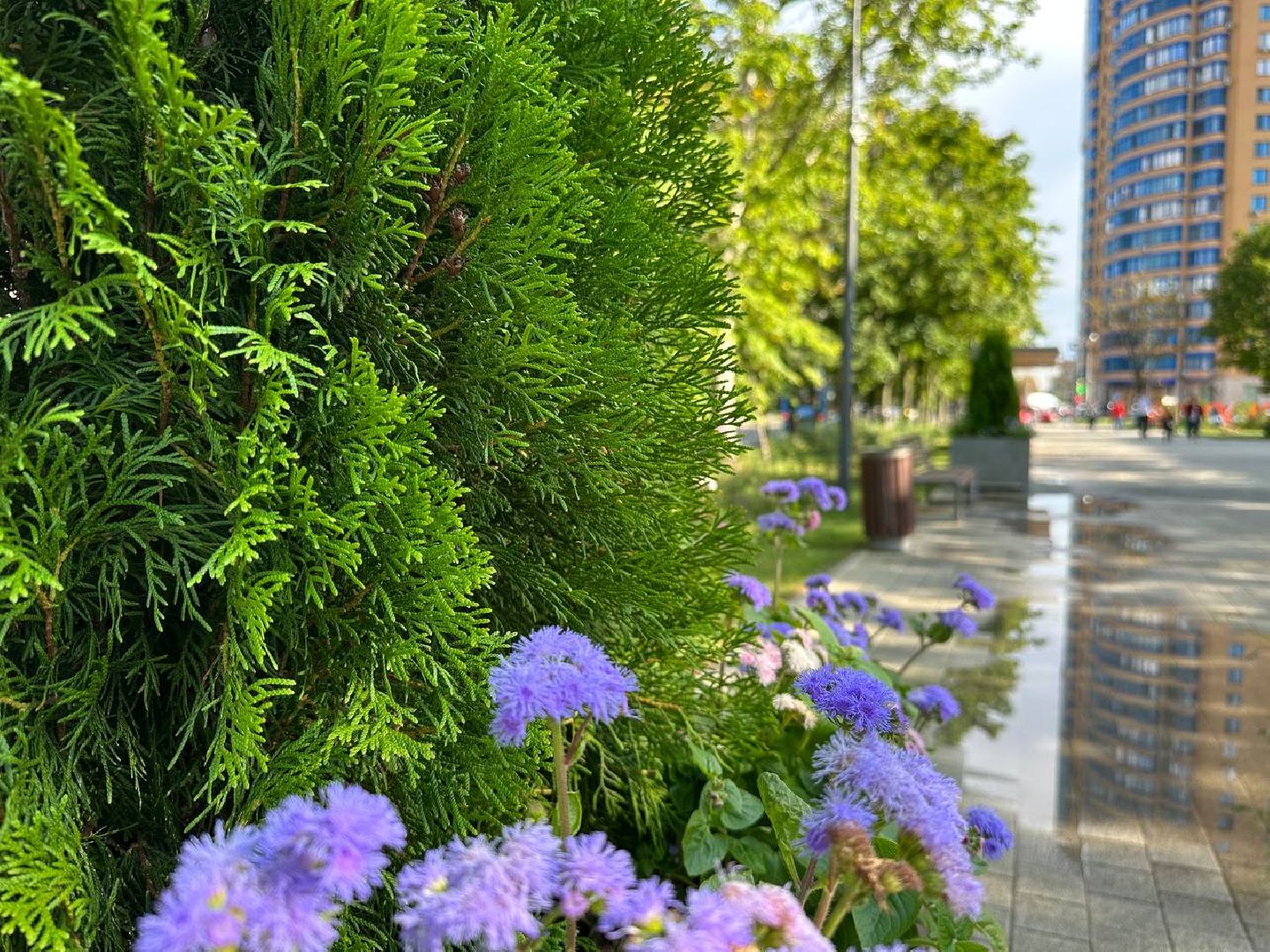 Реутов, МЦД-4, благоустройство, туи