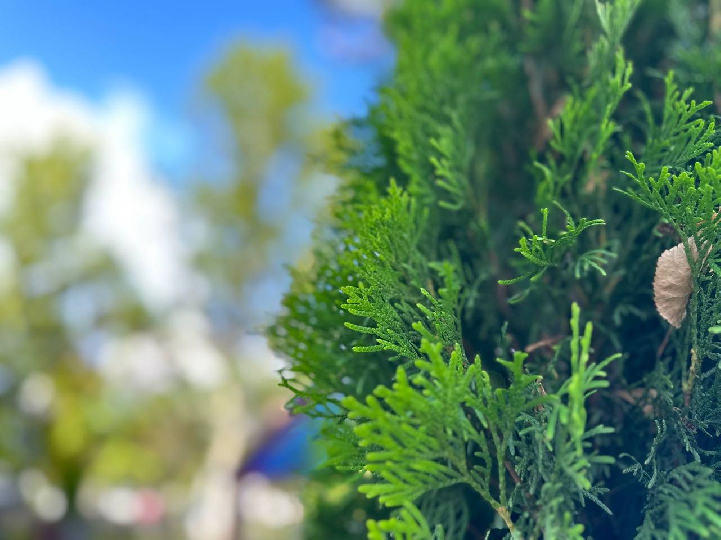 Реутов, МЦД-4, благоустройство, туи