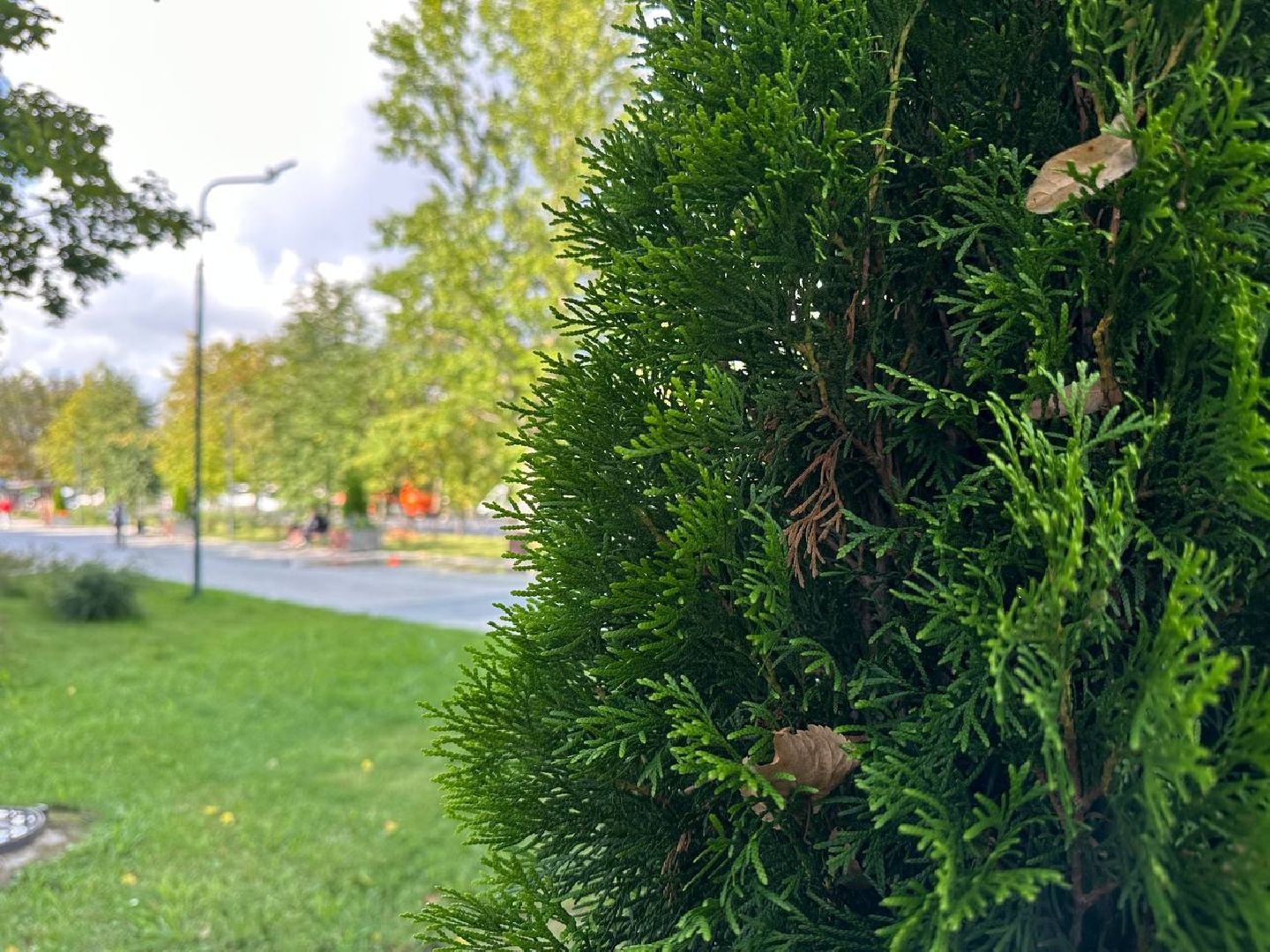 Реутов, МЦД-4, благоустройство, туи