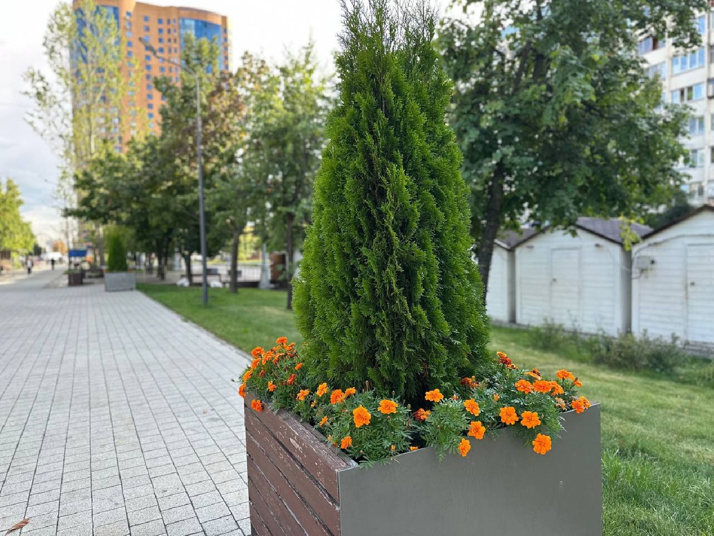 Реутов, МЦД-4, благоустройство, туи