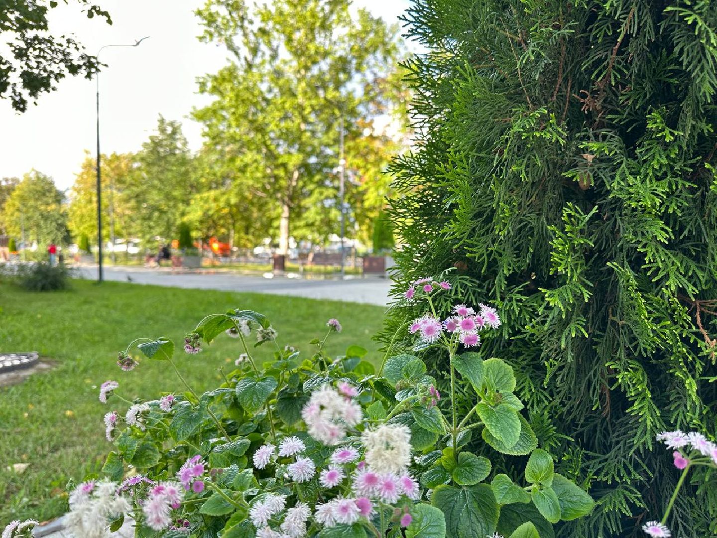 Реутов, МЦД-4, благоустройство, туи