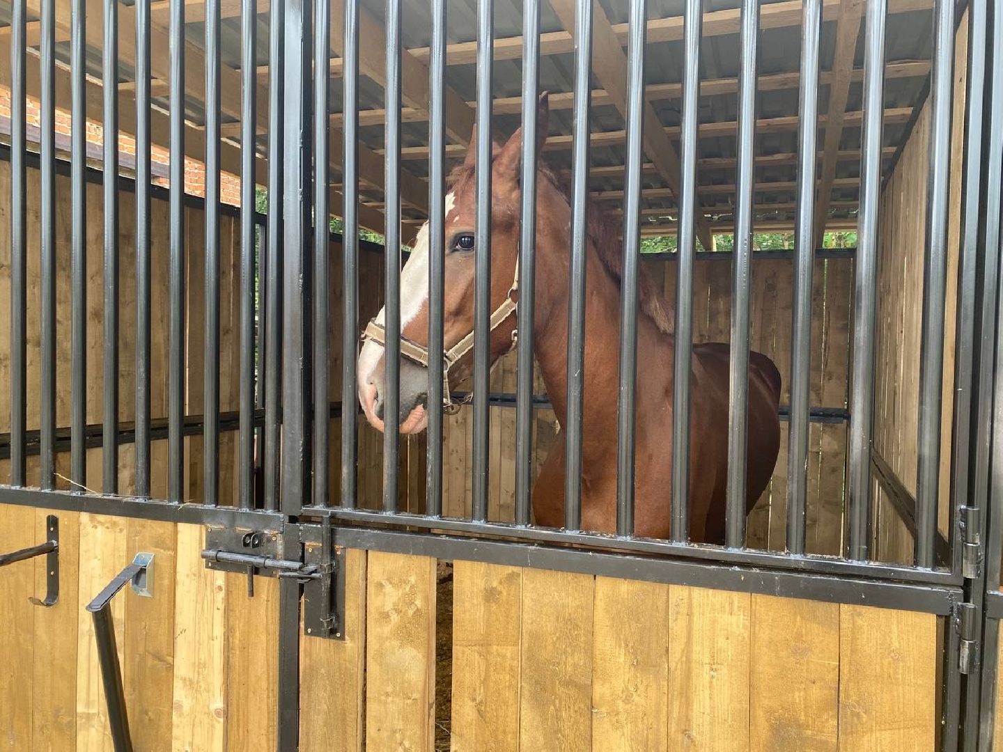 Чехов, берейтор, лошади, тренер, конюшня, завод, конный спорт