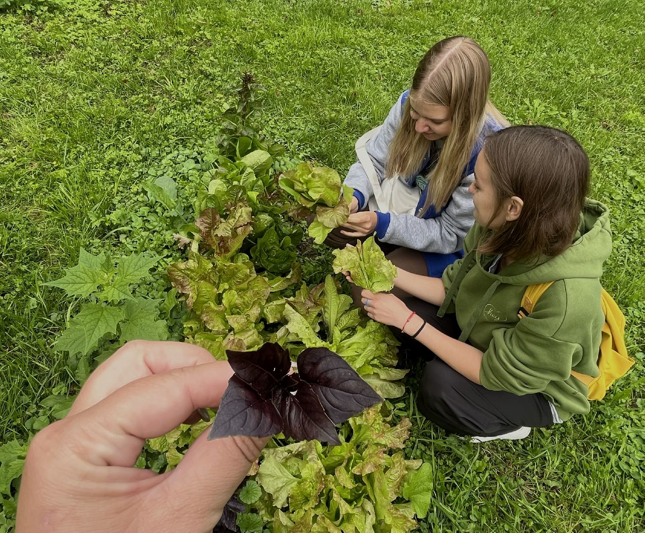 Наро-Фоминск, общественный огород. Центральный парк, урожай, Лето в Подмосковье
