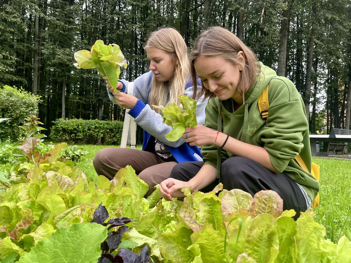 Наро-Фоминск, общественный огород. Центральный парк, урожай, Лето в Подмосковье