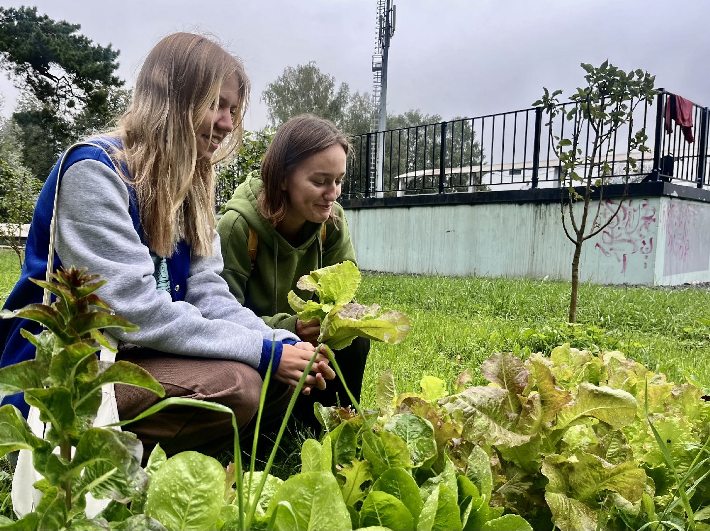 Наро-Фоминск, общественный огород. Центральный парк, урожай, Лето в Подмосковье