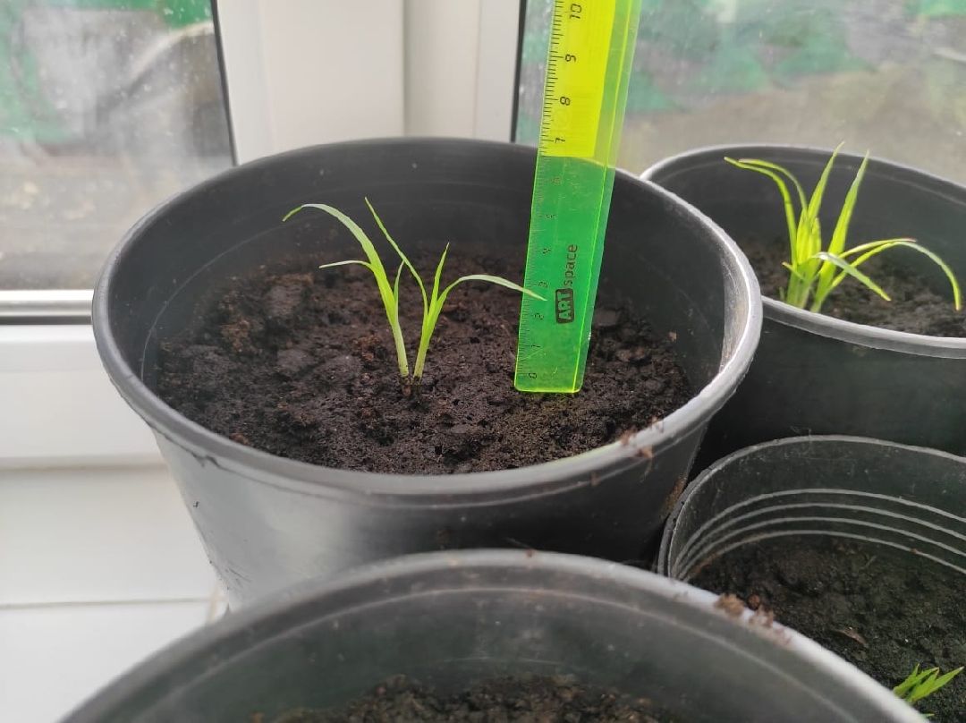 Орбазование, сельское хозяйство, коломна