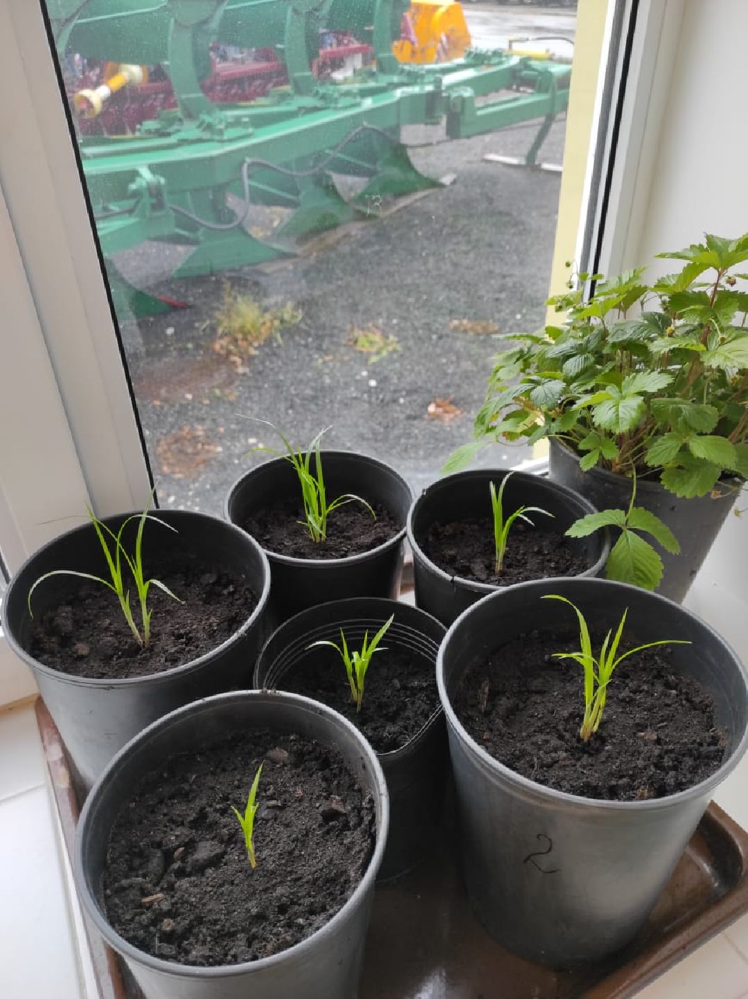 Орбазование, сельское хозяйство, коломна