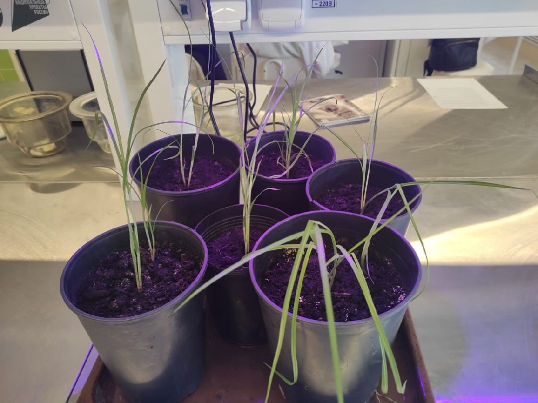 Орбазование, сельское хозяйство, коломна