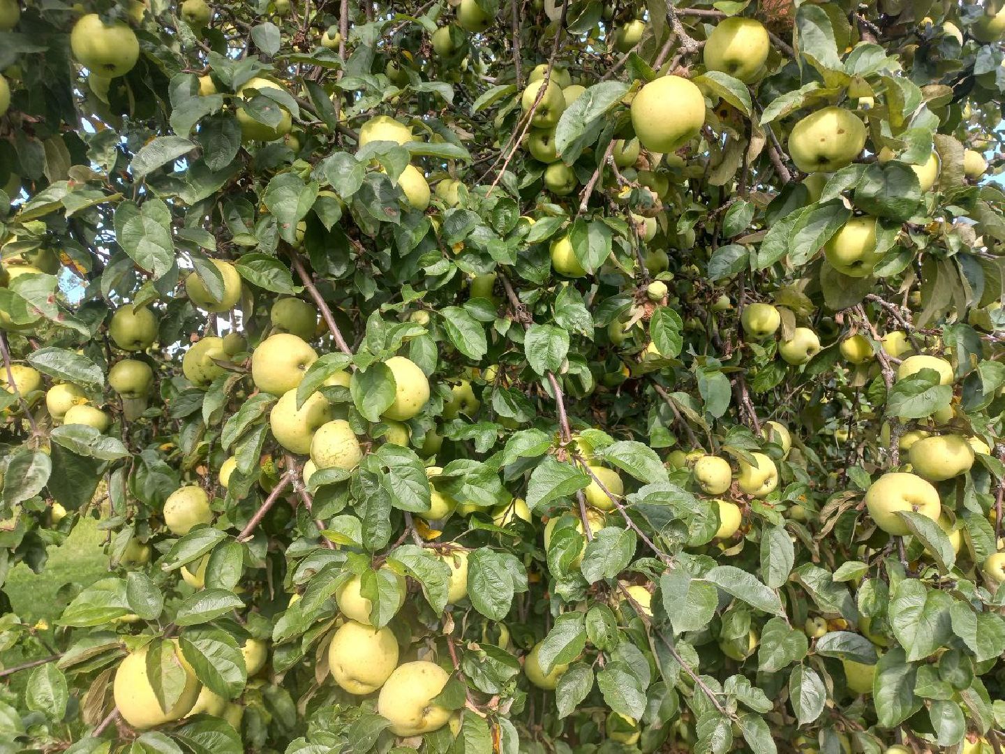 Солнечногорск, переработка, яблоки, арбузы, эколайн