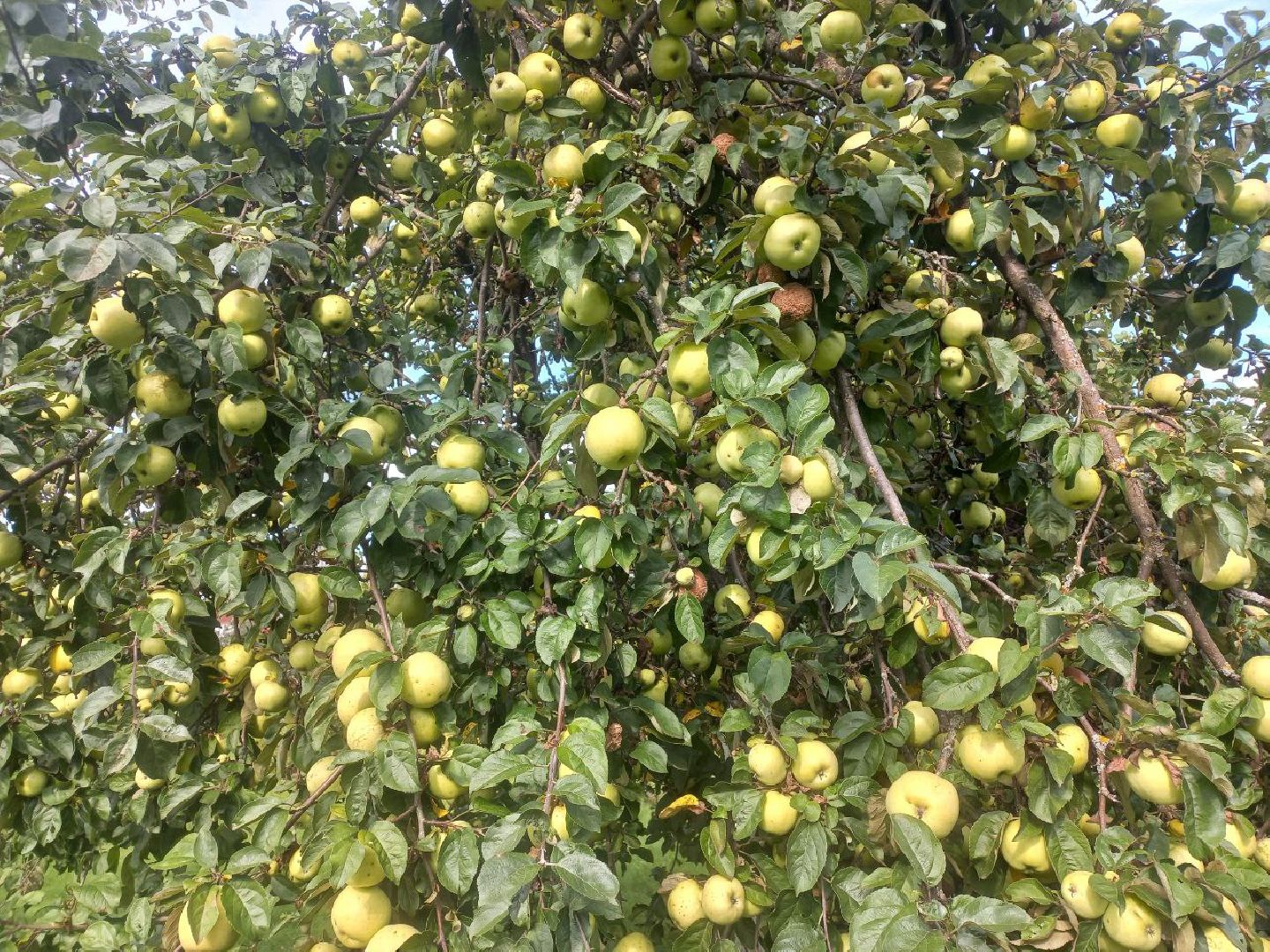 Солнечногорск, переработка, яблоки, арбузы, эколайн