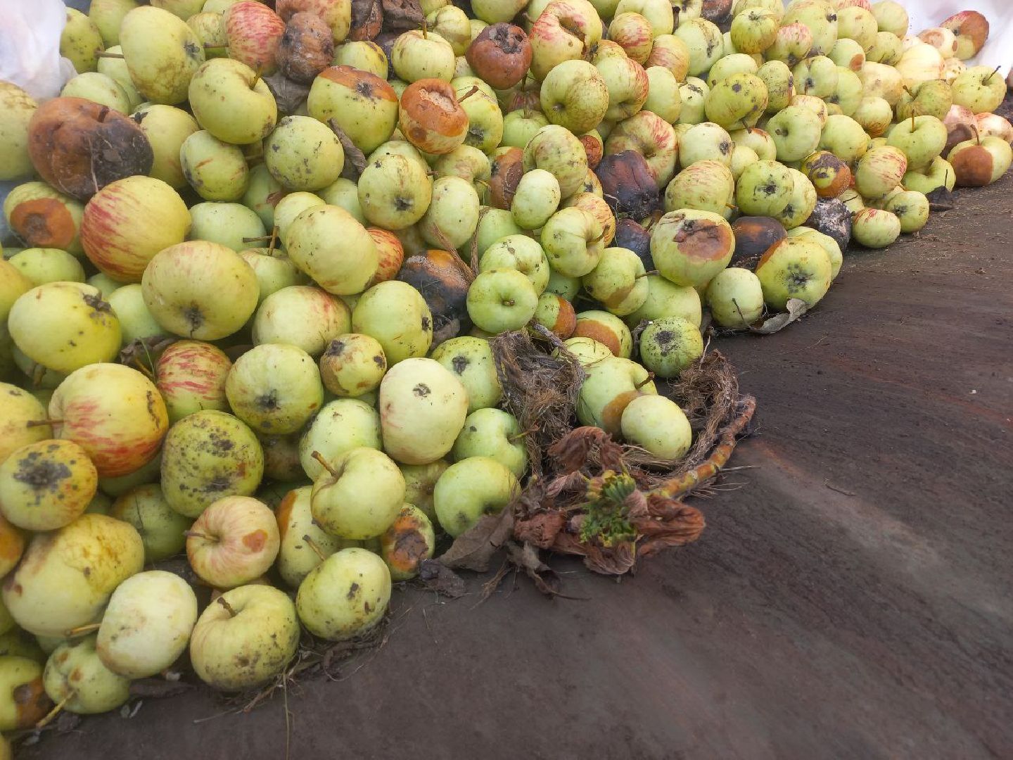 Солнечногорск, переработка, яблоки, арбузы, эколайн