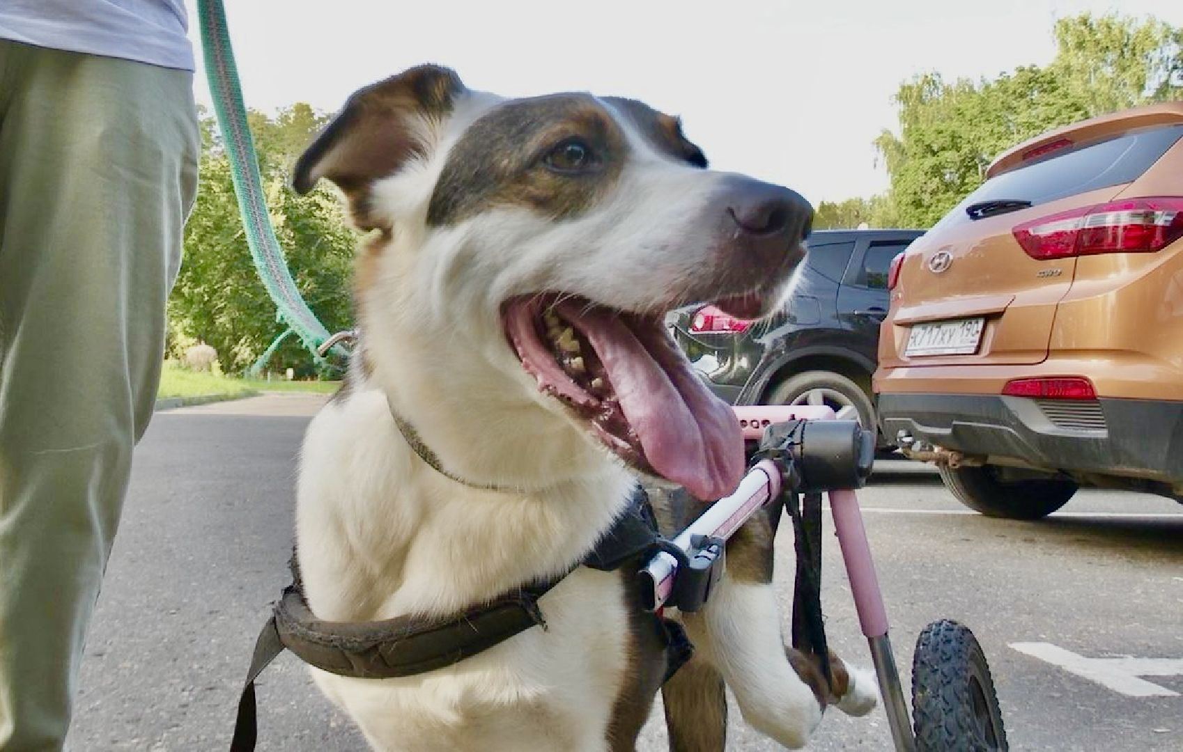 Клин, общество, животные, благотворительность