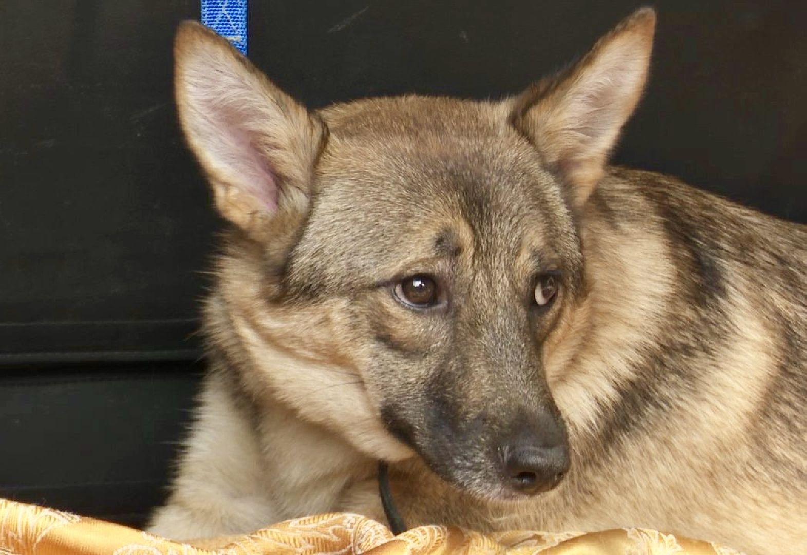 Клин, общество, животные, благотворительность