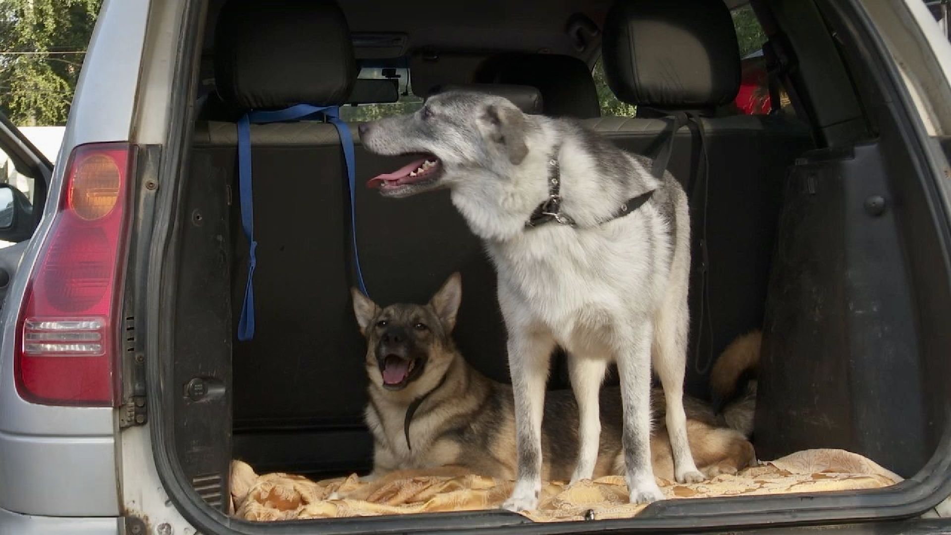 Клин, общество, животные, благотворительность