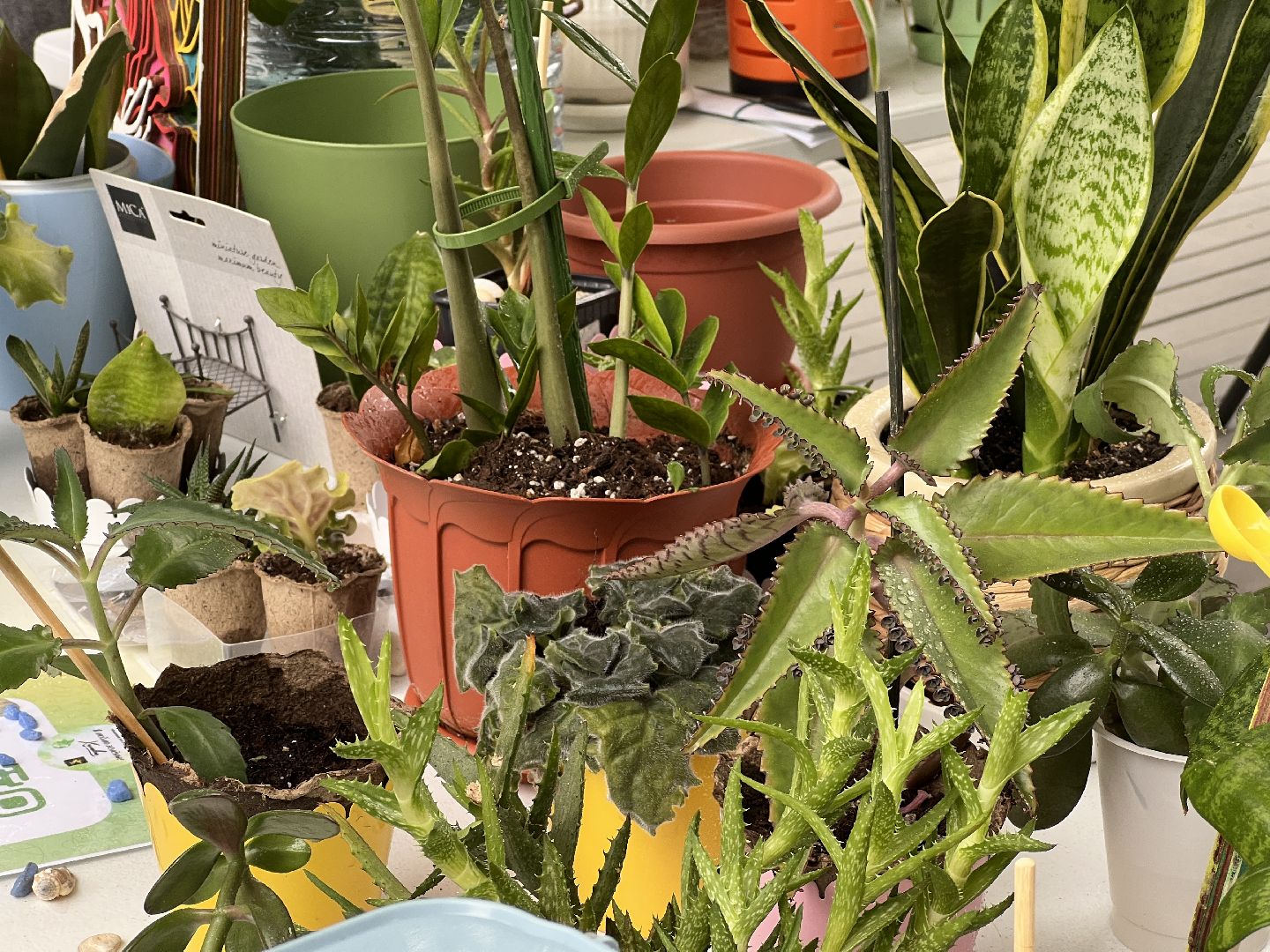 Химки, парк, растения, экология