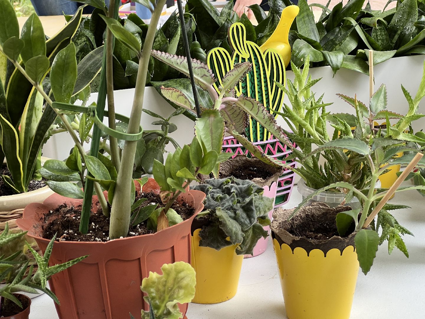 Химки, парк, растения, экология