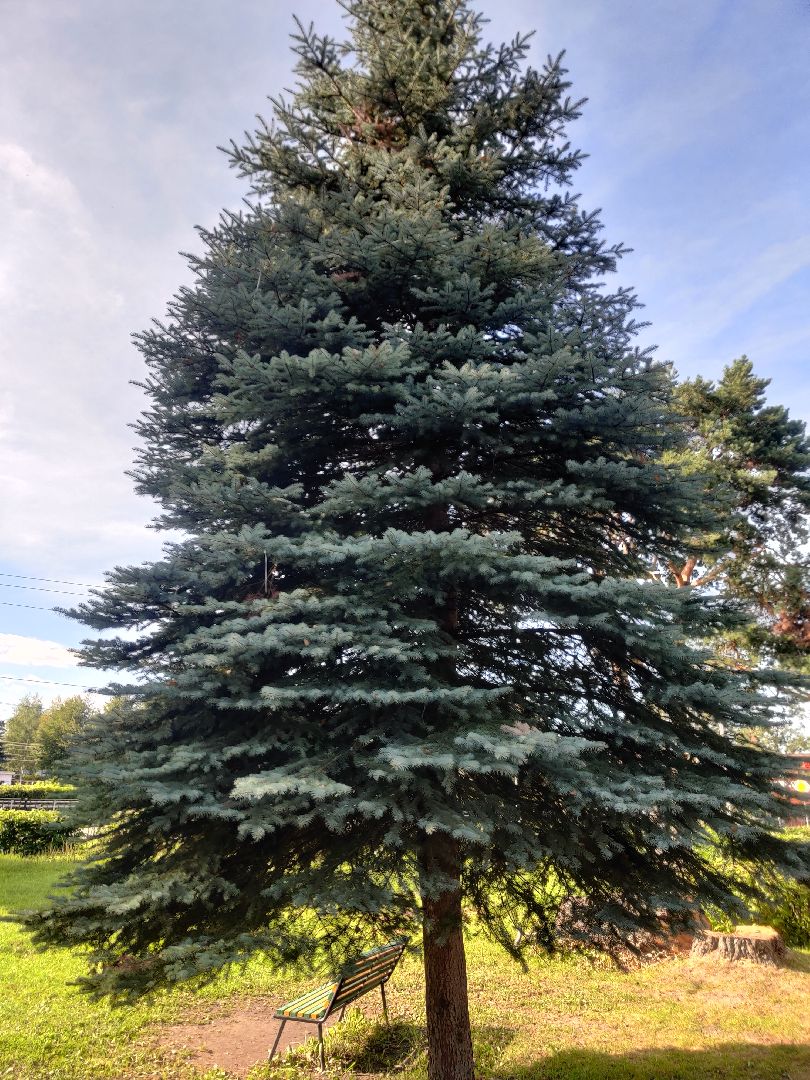 Красноармейск, Пушкинский, парк, удаление деревьев