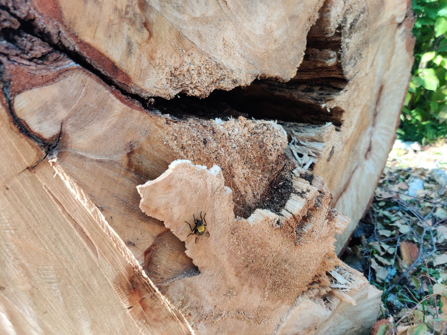 Красноармейск, Пушкинский, парк, удаление деревьев