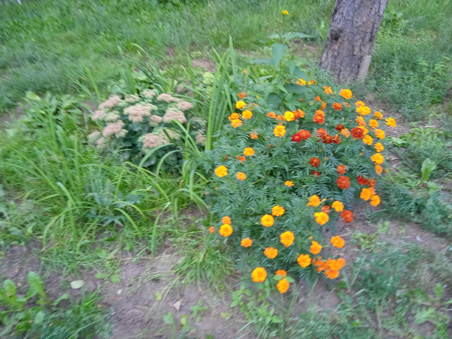 конкурс, благоустройство, лучший, цветник, у дома, фотографии