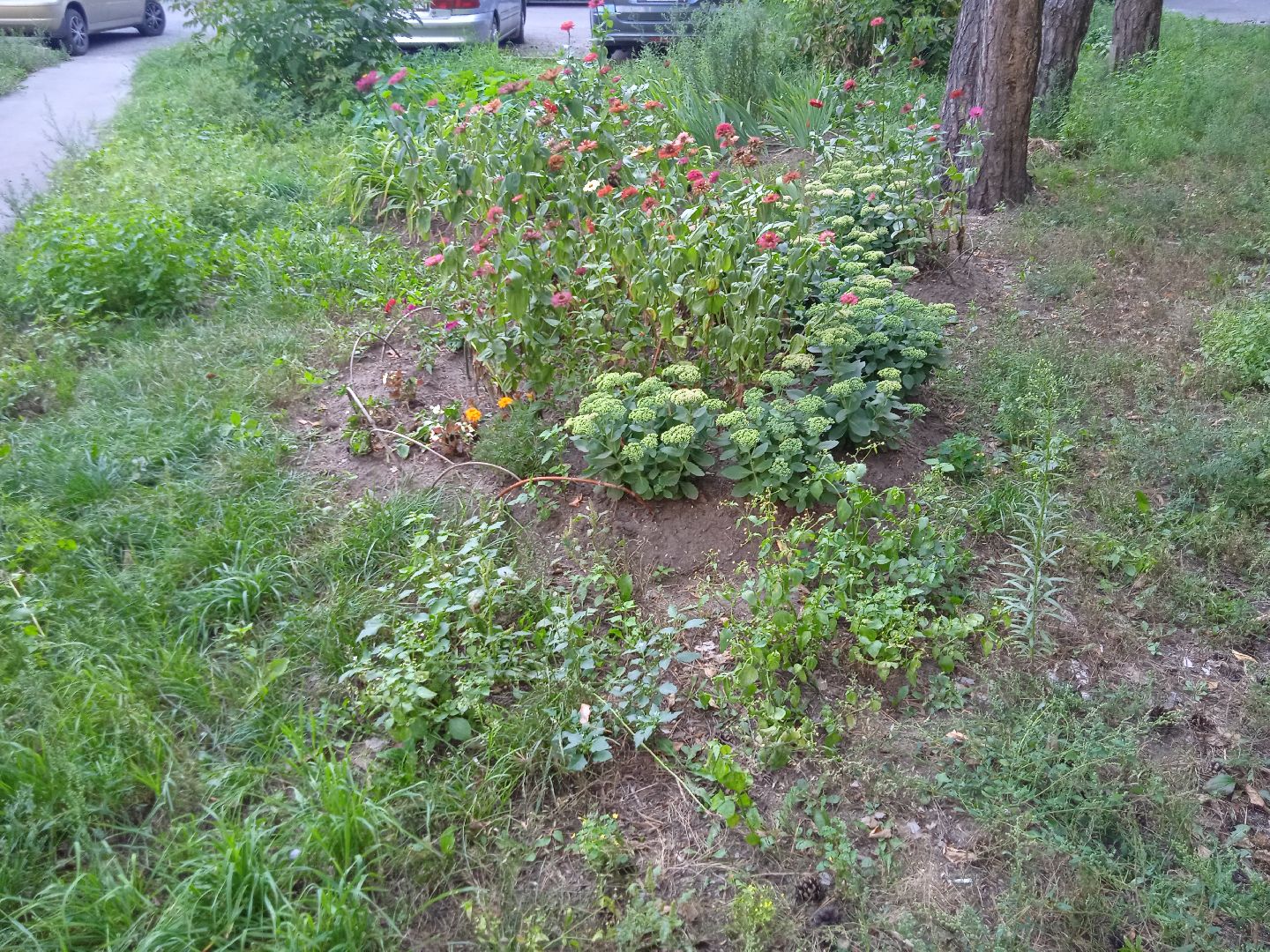 конкурс, благоустройство, лучший, цветник, у дома, фотографии