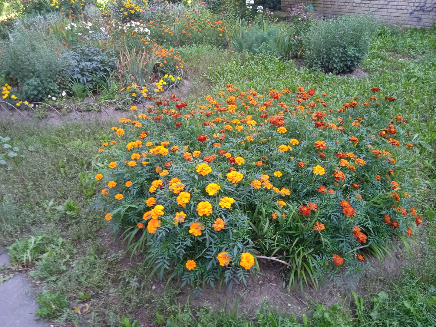 конкурс, благоустройство, лучший, цветник, у дома, фотографии