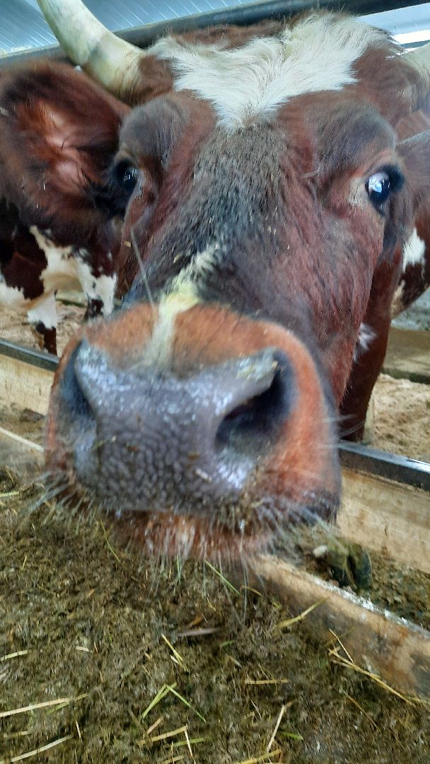 Агротуризм в Наро-Фоминске, фермерское хозяйство Джаппуева, Наро-Фоминск