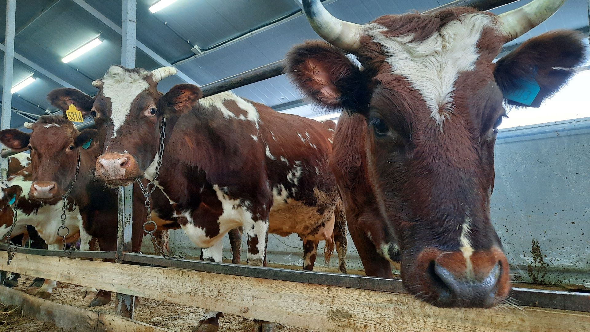 Агротуризм в Наро-Фоминске, фермерское хозяйство Джаппуева, Наро-Фоминск