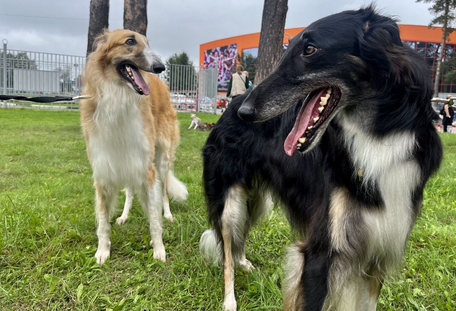 Наро-Фоминск, Нара-Дог, выставка собак, кане-корсо, русская псовая борзая