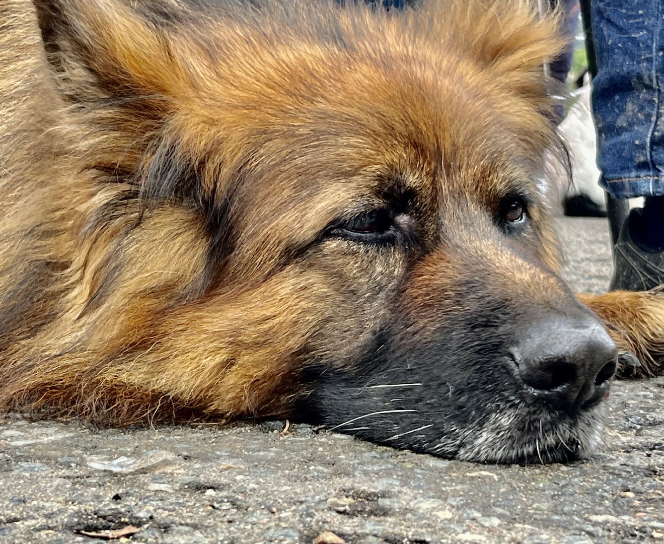 Наро-Фоминск, Нара-Дог, выставка собак, кане-корсо, русская псовая борзая