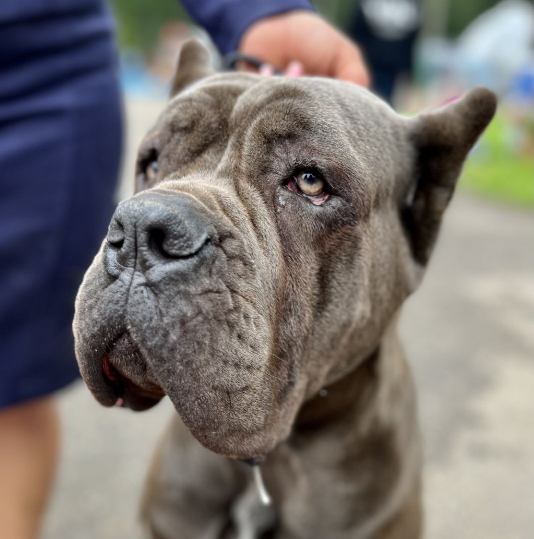 Наро-Фоминск, Нара-Дог, выставка собак, кане-корсо, русская псовая борзая