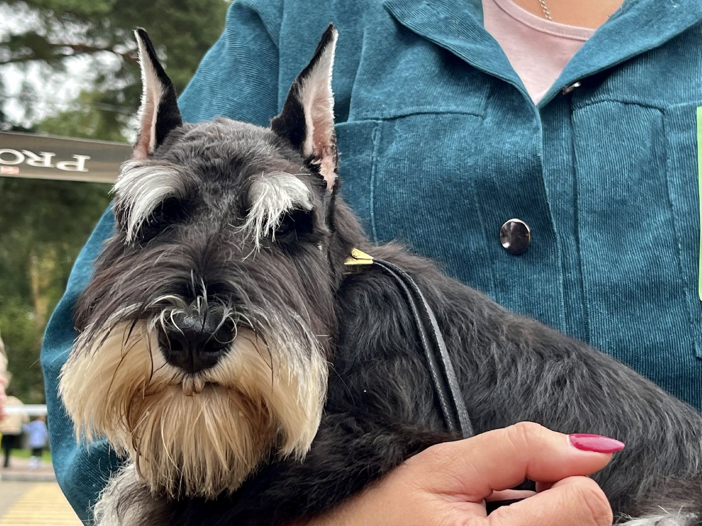 Наро-Фоминск, Нара-Дог, выставка собак, кане-корсо, русская псовая борзая