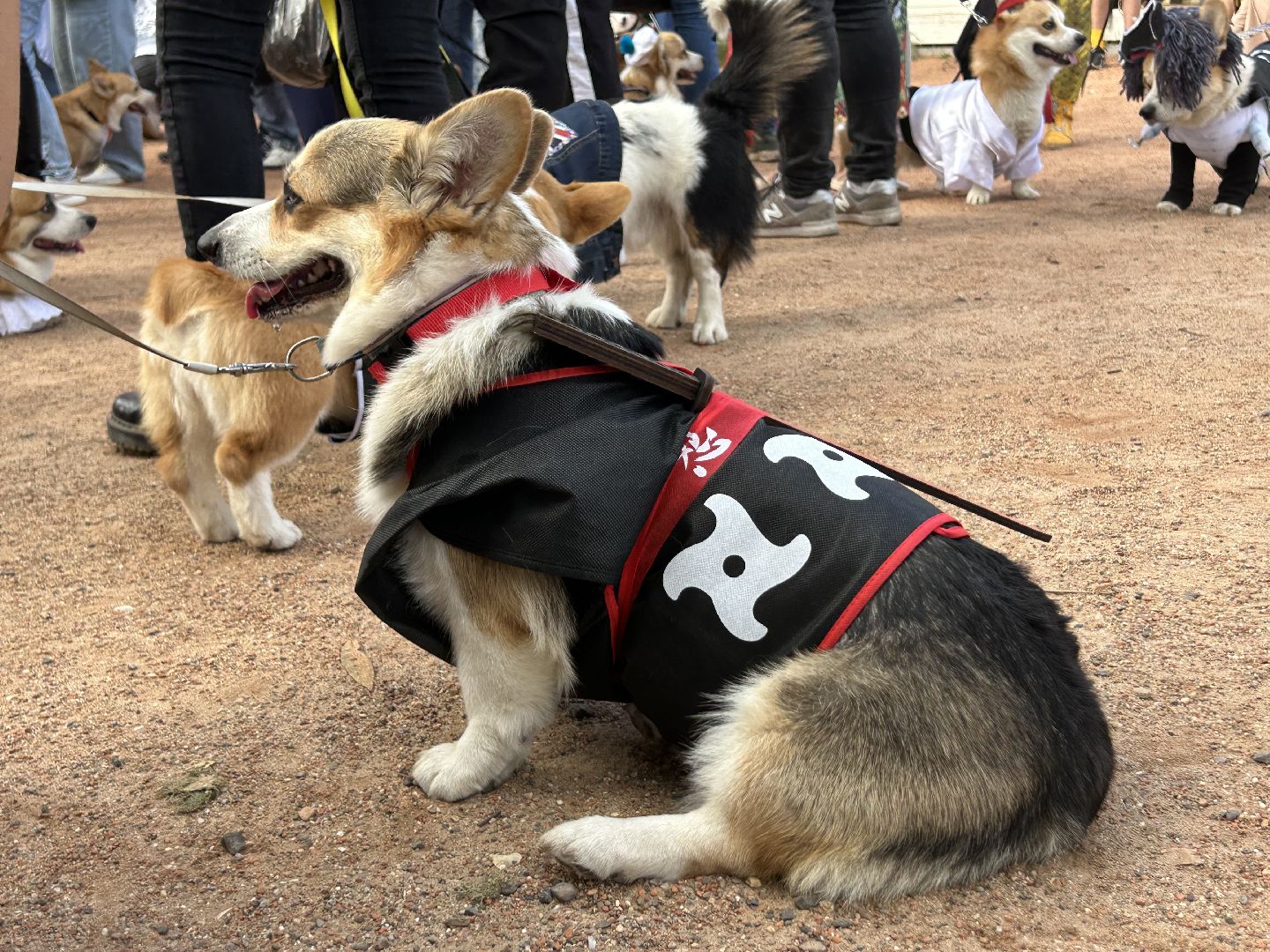 фестиваль, собаки, Щёлково, усадьба, спасатели