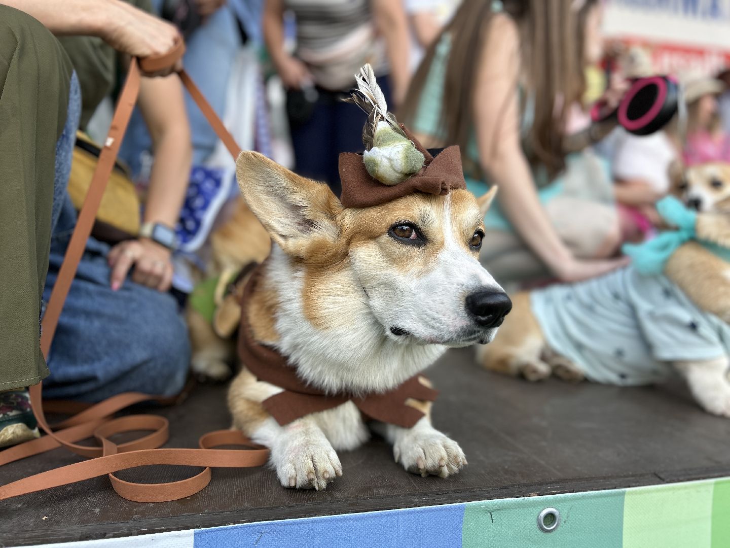 фестиваль, собаки, Щёлково, усадьба, спасатели