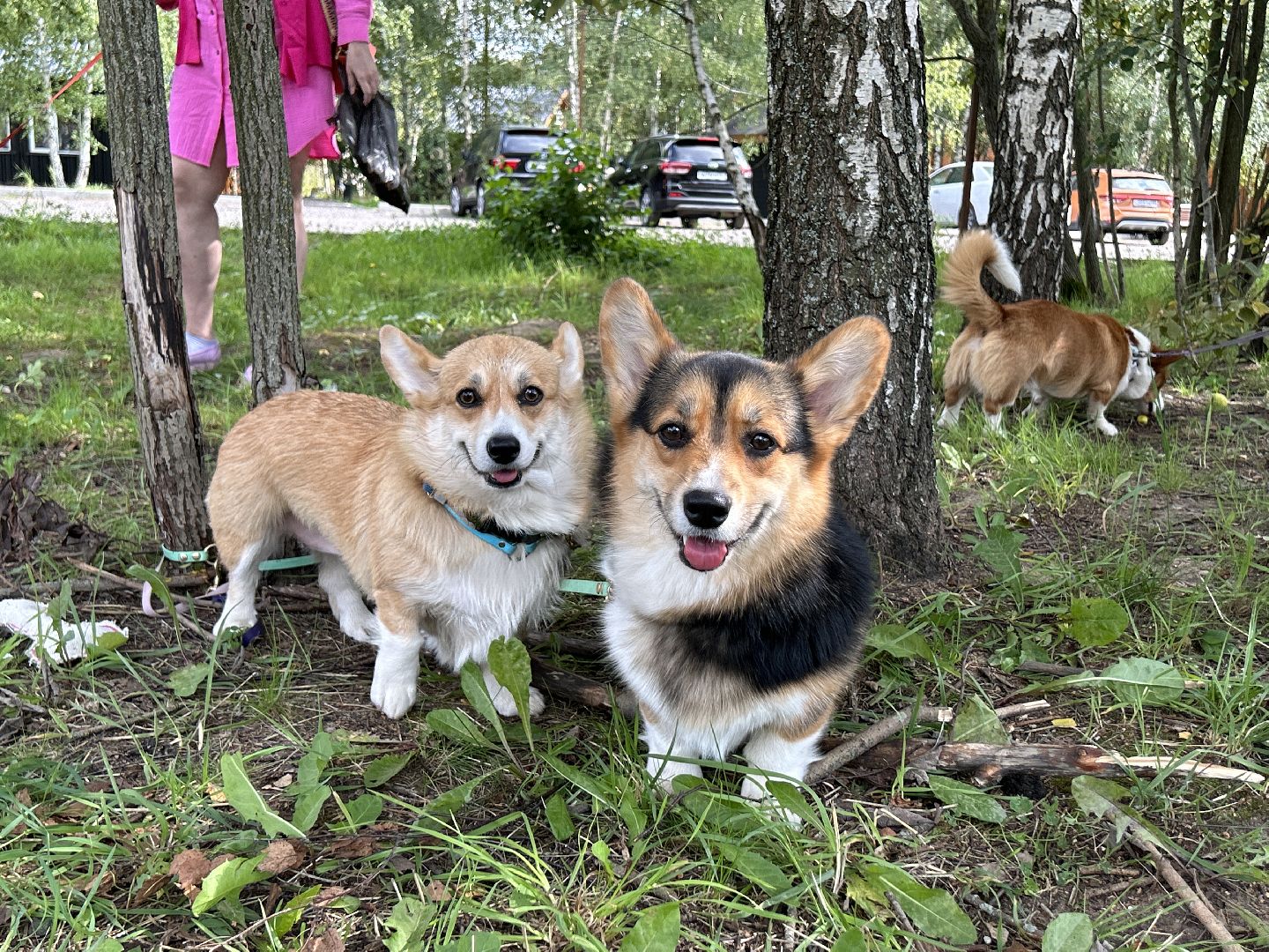 фестиваль, собаки, Щёлково, усадьба, спасатели