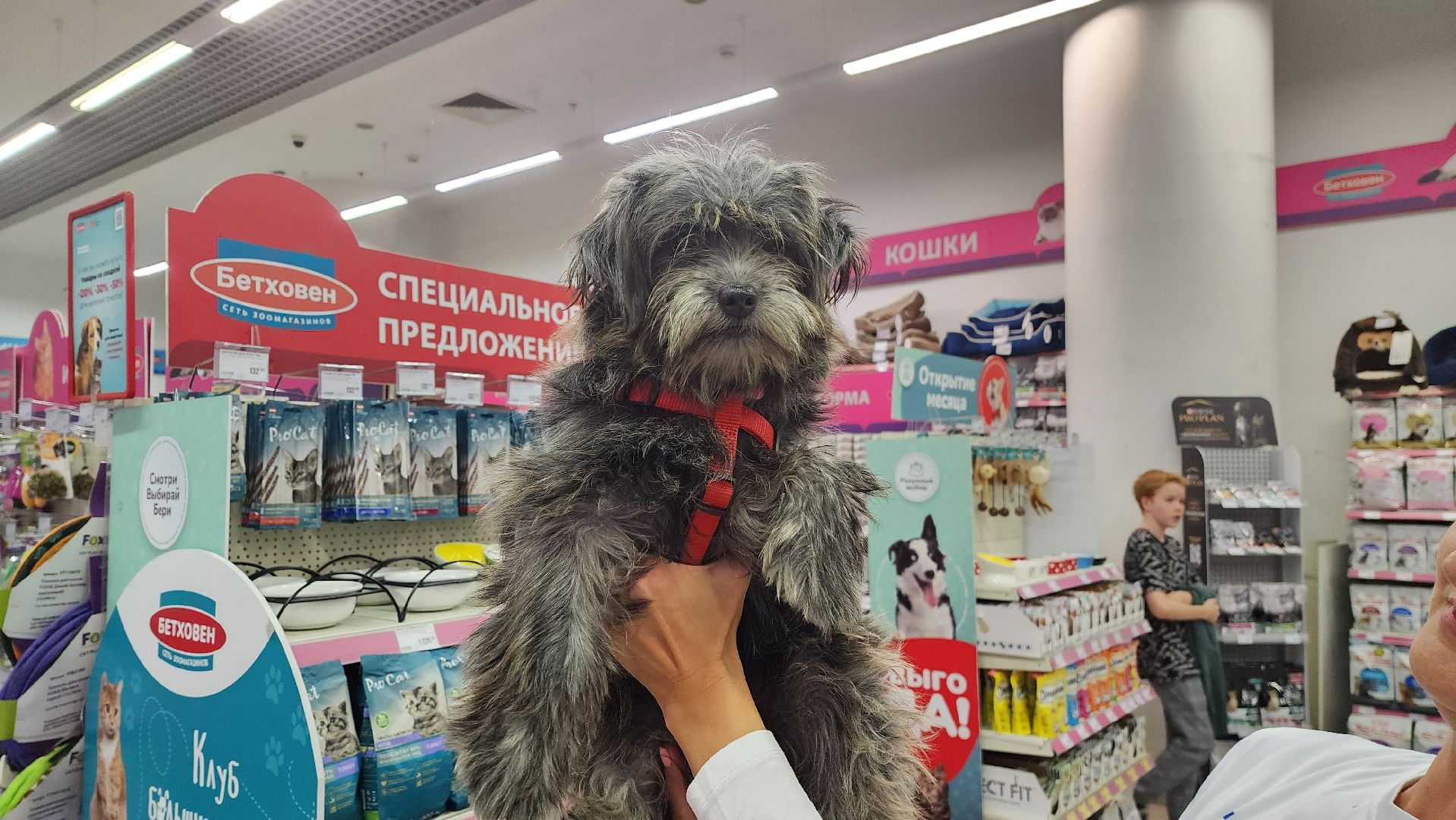 спасение животных, благотворительность, волонтерство, Котельники