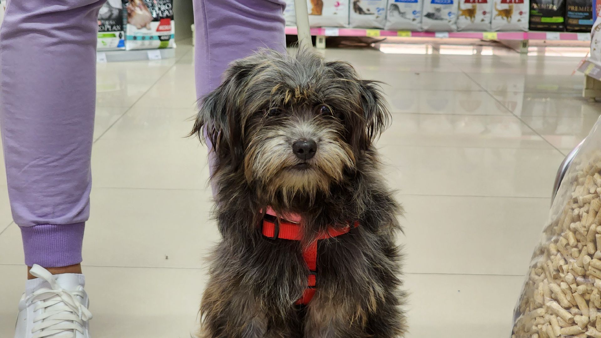 спасение животных, благотворительность, волонтерство, Котельники