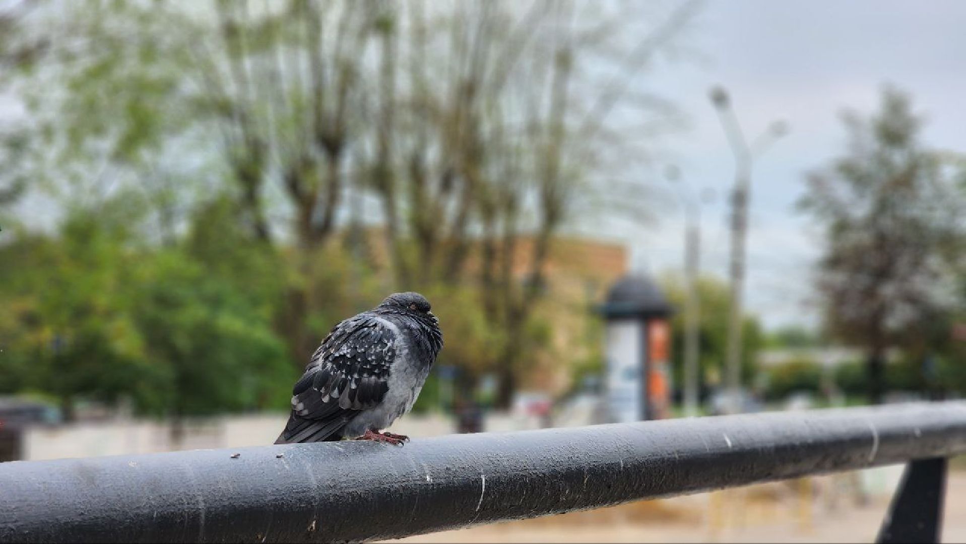 Дмитров, Метеостанция, Погода