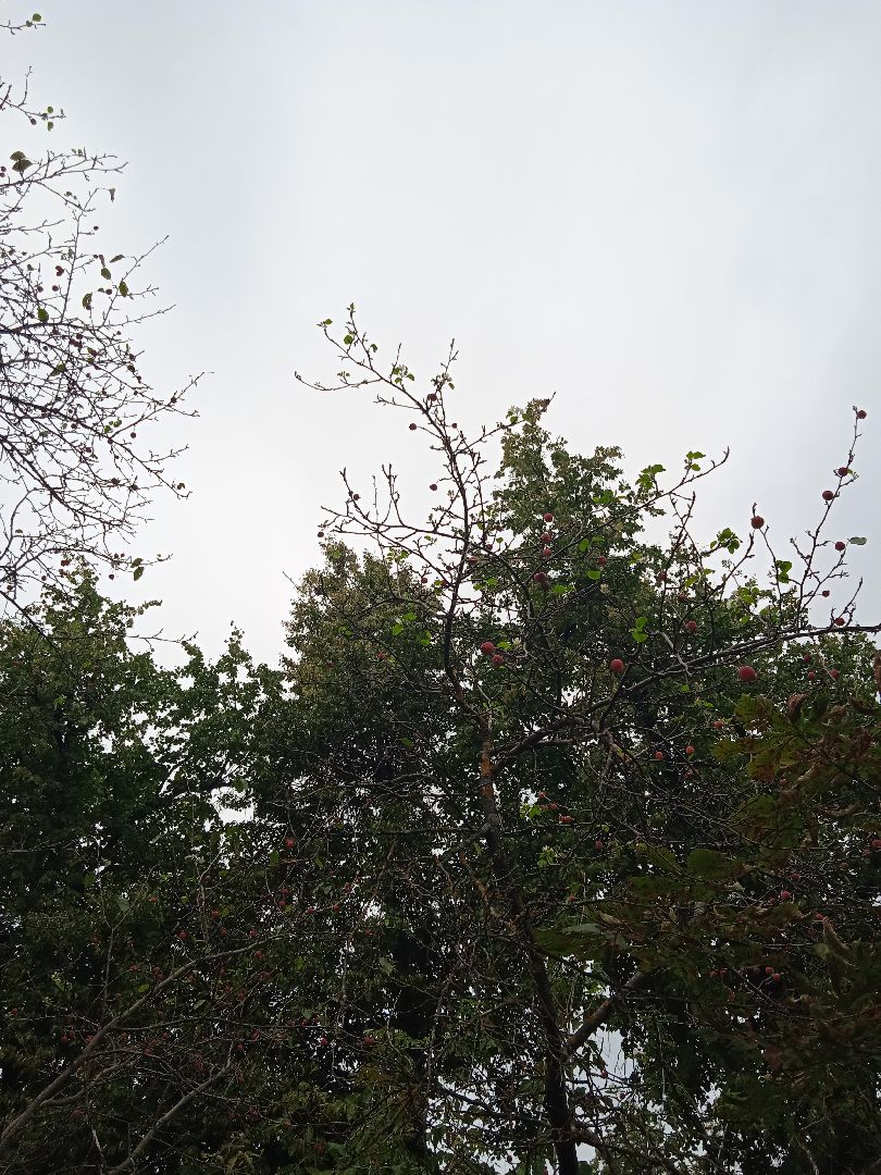 яблони, цветут, второй, раз, погодная, аномалия,