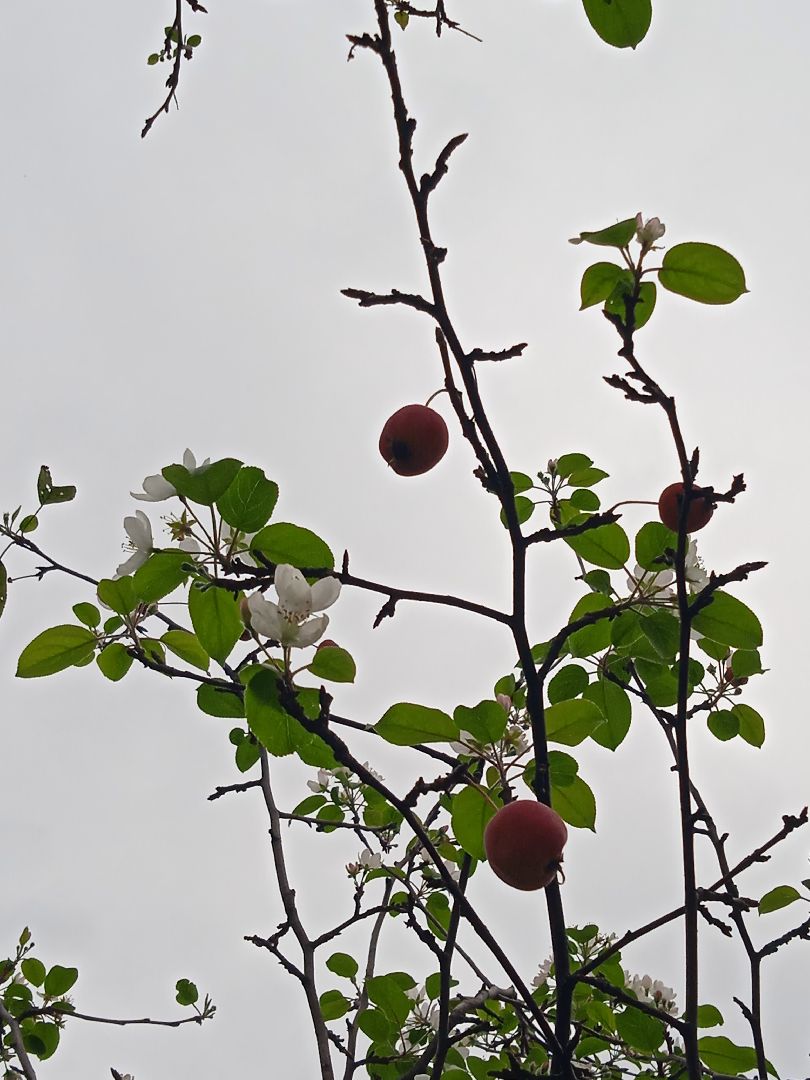 яблони, цветут, второй, раз, погодная, аномалия,