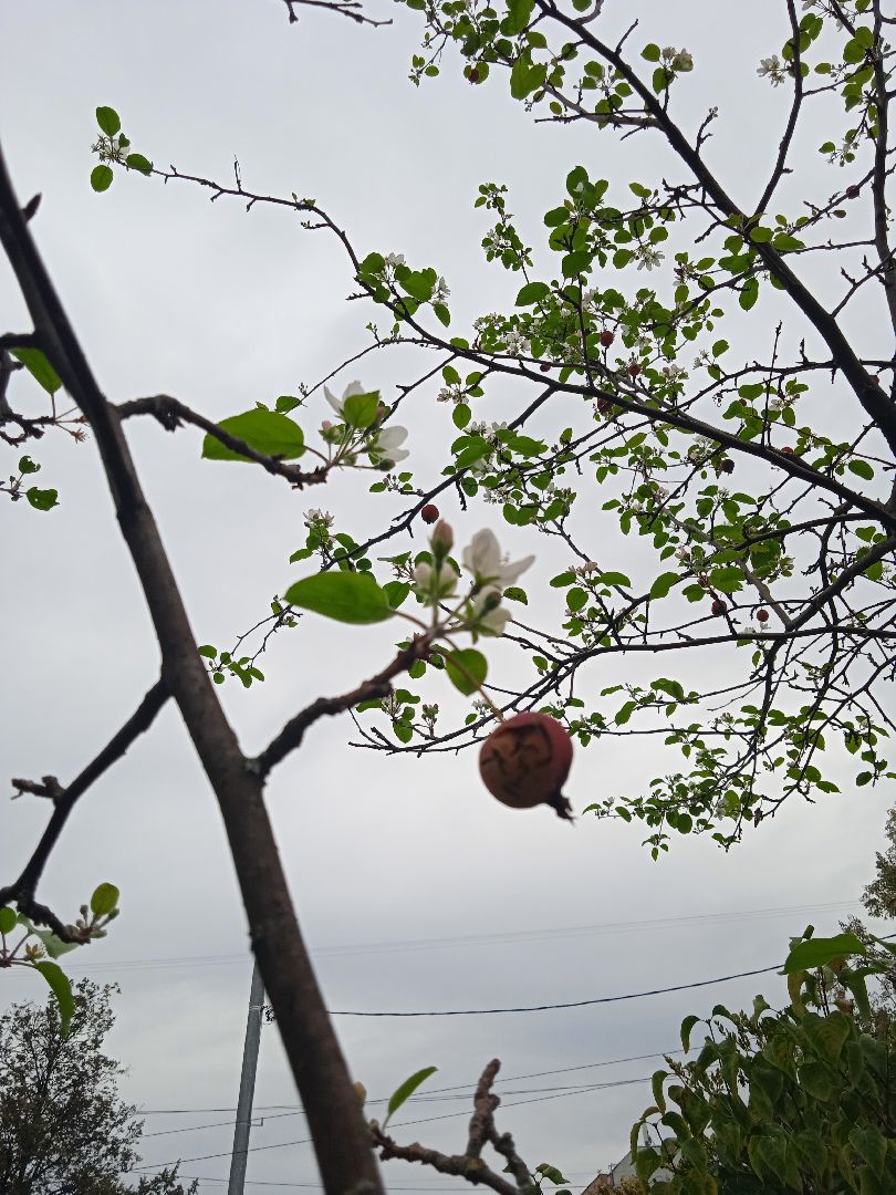 яблони, цветут, второй, раз, погодная, аномалия,