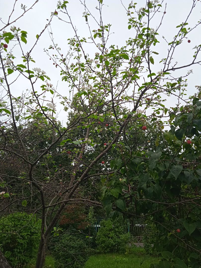 яблони, цветут, второй, раз, погодная, аномалия,